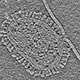 A gap opens up between the virus and the membrane. (Image: Kelly Lee Lab)